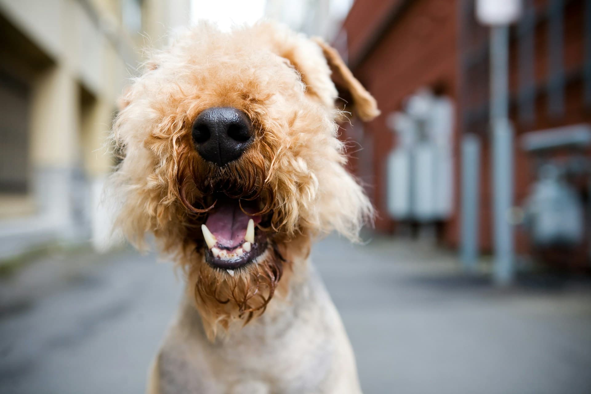 Canine Dental Disease 3