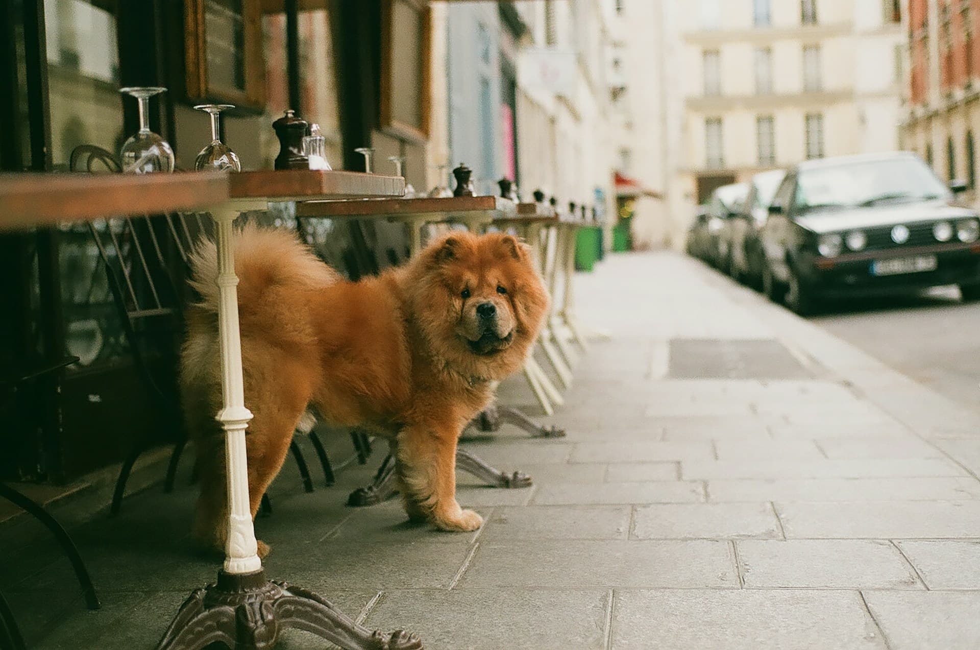 Most Dog-Friendly European Cities for Your Next Vacation - Europe