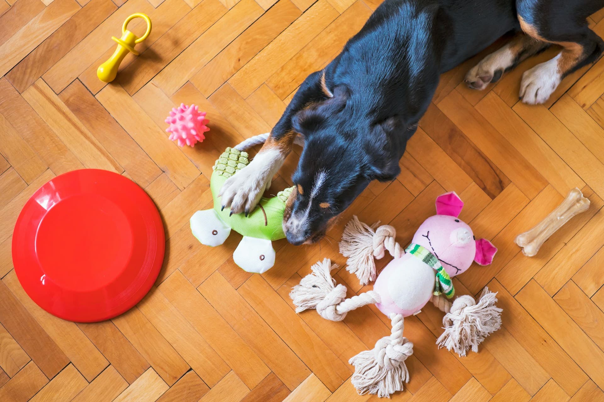 The Modern Dog Owner's Guide to Work-Life-Pet Balance