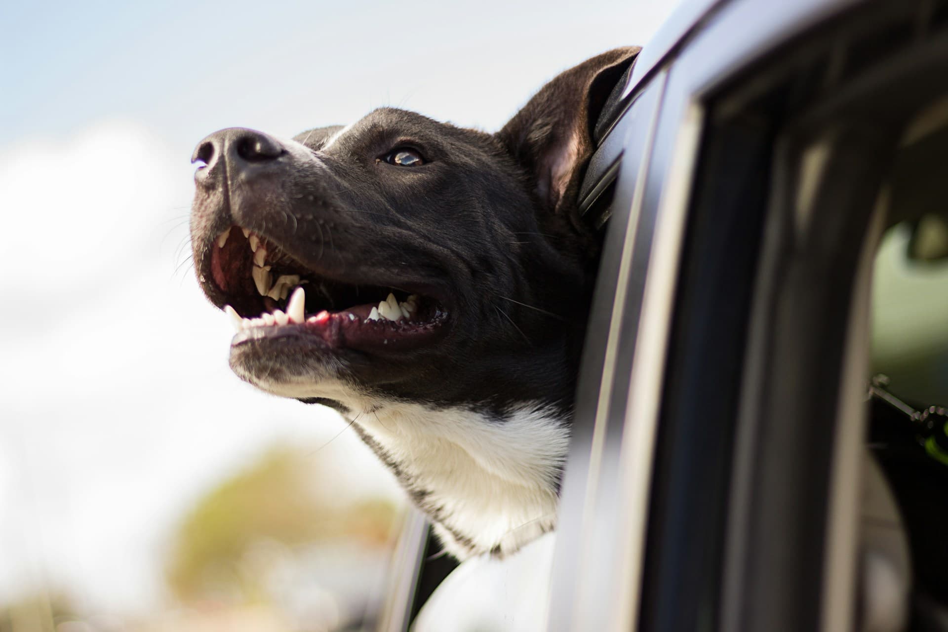 The Ultimate Road Trip Guide for Traveling With Your Furry Best Friend