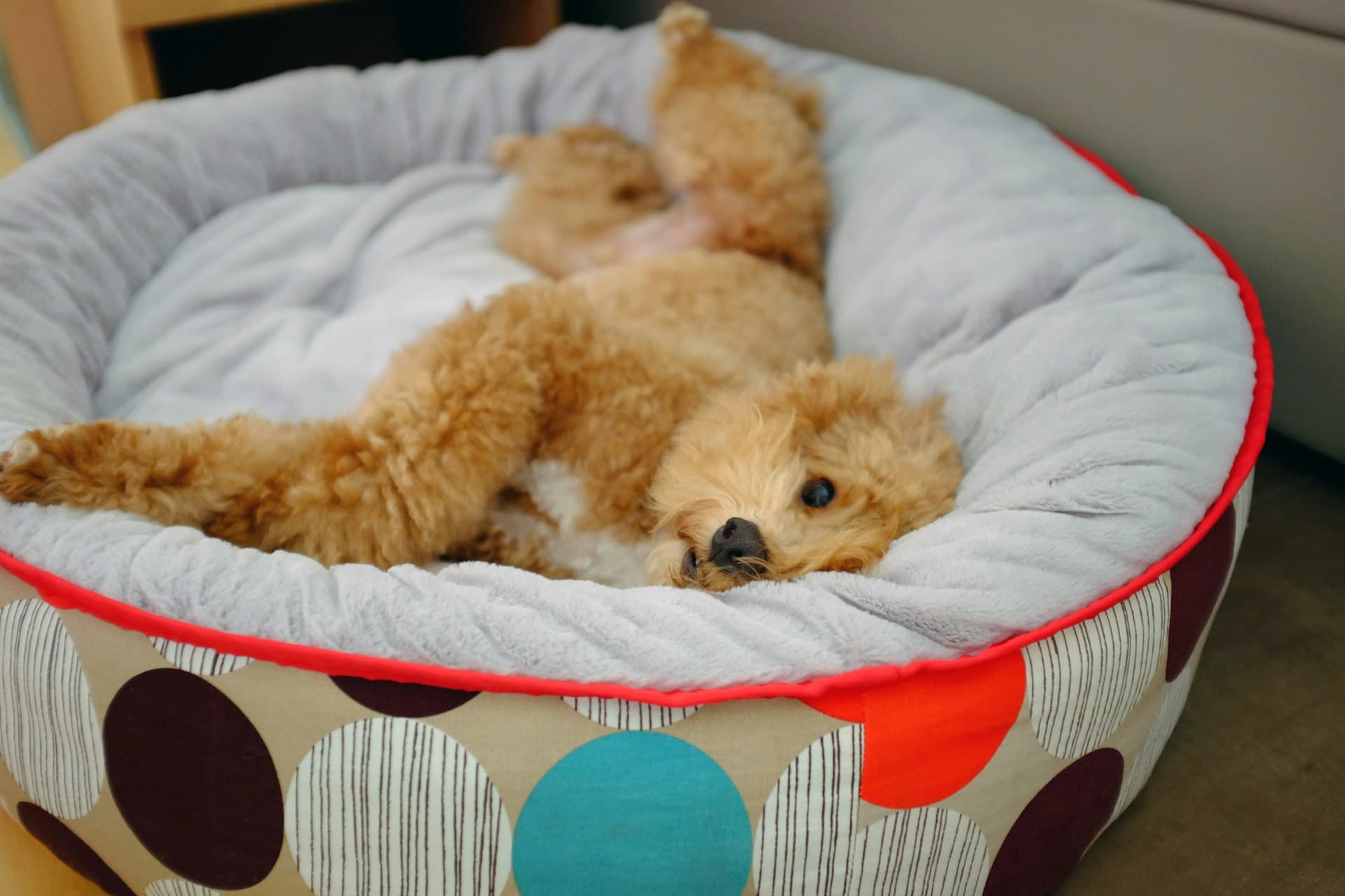 Best Dog Beds 3