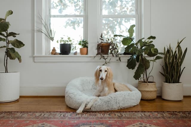 The Best Dog Beds of 2026